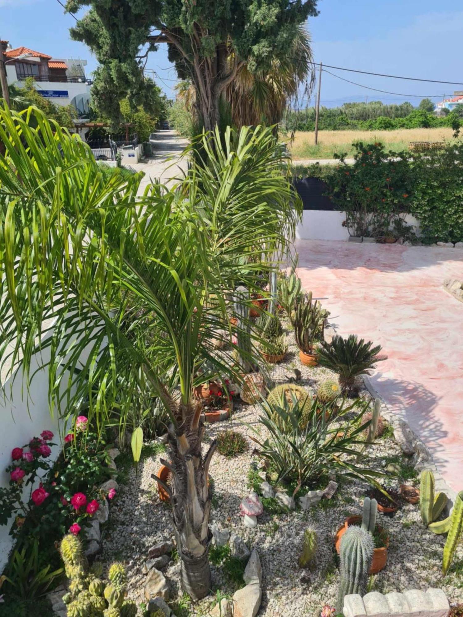 Cactus Living Ialysos (Rhodes)